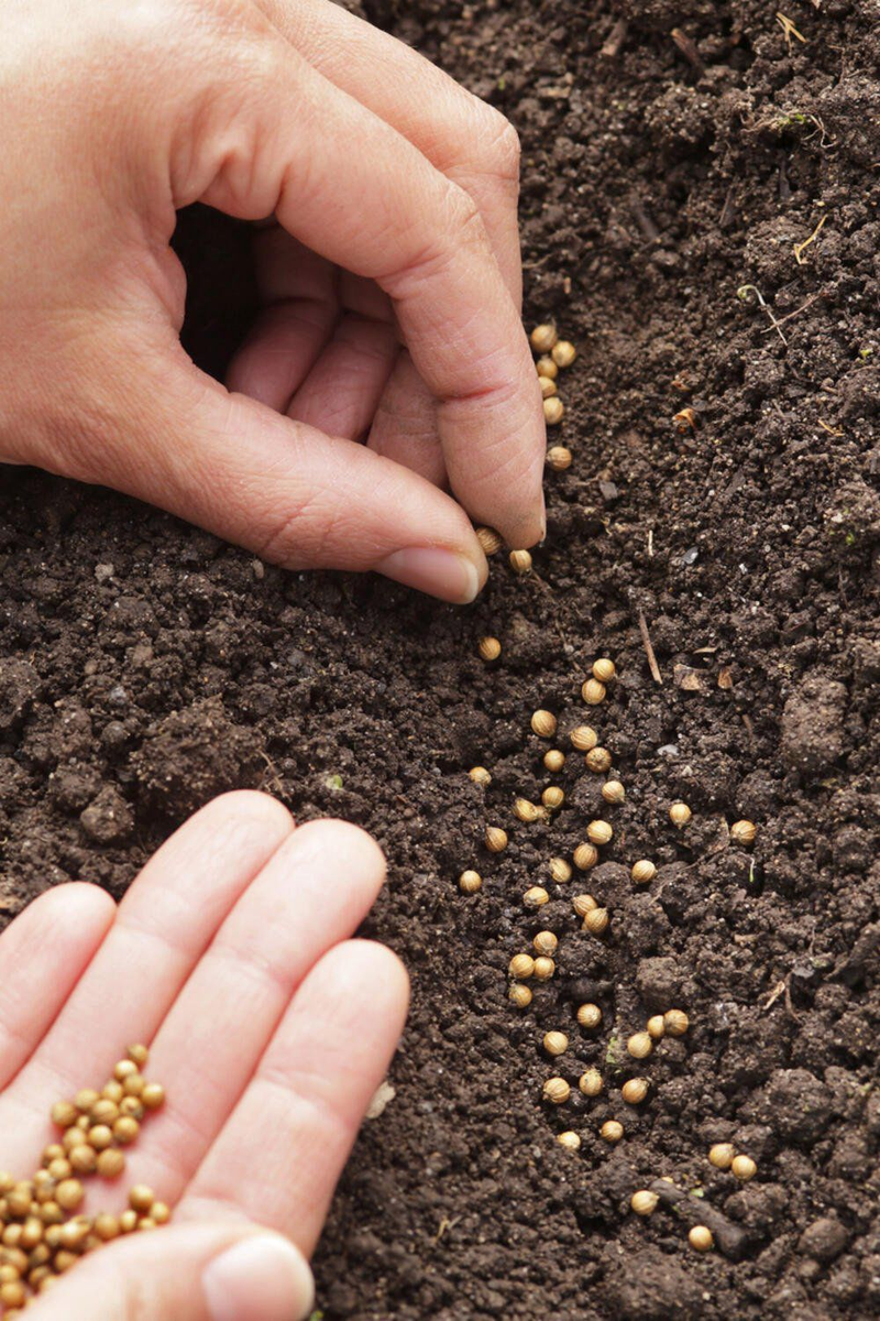 Where Every Ingredient Begins